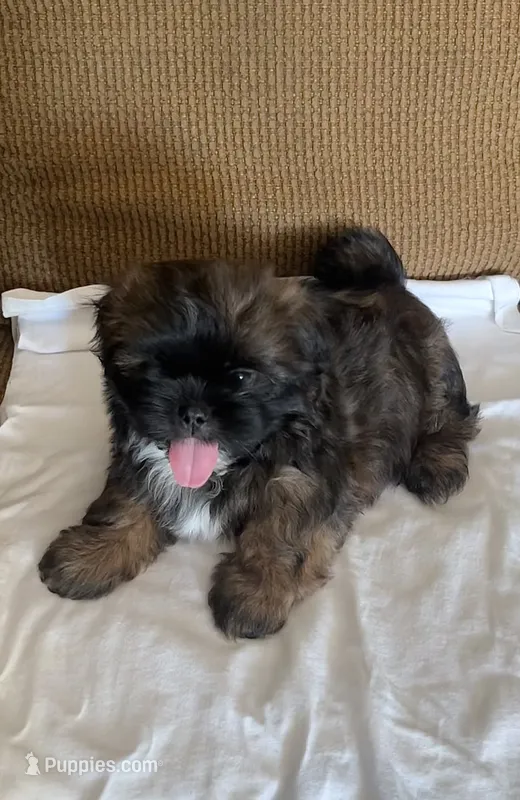 Tilo – Shih Tzu puppy for sale in McGregor, TX