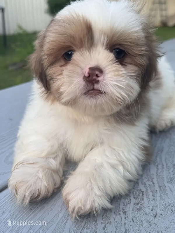 Duke – Shih Tzu puppy for sale in McGregor, TX