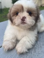 Duke, a male Shih Tzu for sale in McGregor, TX – 1 of 2