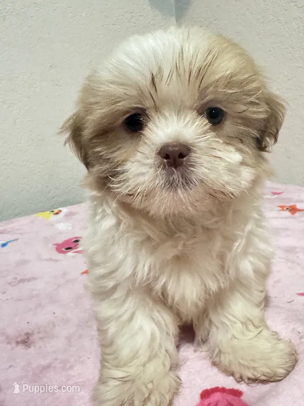 Mikey – Shih Tzu puppy for sale in McGregor, TX