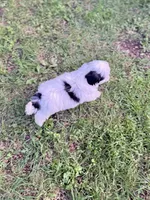 Jay, a male Shih Tzu for sale in McGregor, TX – 2 of 2