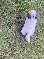Violet, a female Shih Tzu for sale in McGregor, TX – 2 of 2
