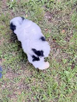 Charlie, a male Shih Tzu for sale in McGregor, TX – 2 of 2