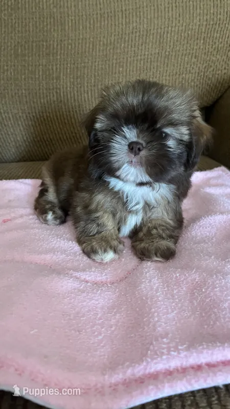 Cary – Shih Tzu puppy for sale in McGregor, TX