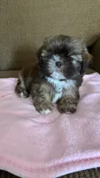 Cary, a female Shih Tzu for sale in McGregor, TX – 1 of 2