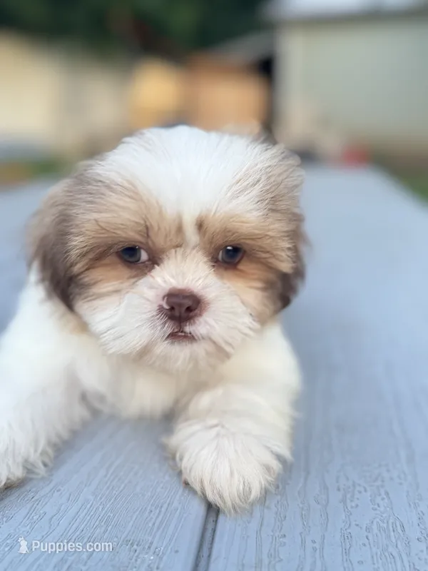 Kobe – Shih Tzu puppy for sale in McGregor, TX