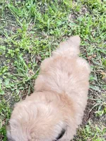 Ollie, a male Shih Tzu for sale in McGregor, TX – 2 of 2