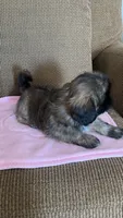 Lea, a female Shih Tzu for sale in McGregor, TX – 2 of 2