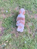 Kobe, a male Shih Tzu for sale in McGregor, TX – 2 of 2