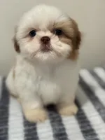 Chloe, a female Shih Tzu for sale in McGregor, TX – Photo 1 of 2
