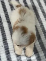 Chloe, a female Shih Tzu for sale in McGregor, TX – Photo 2 of 2