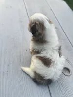 Duke, a male Shih Tzu for sale in McGregor, TX – 2 of 2