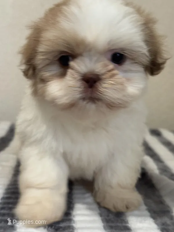 Max, a male Shih Tzu for sale in McGregor, TX – Photo 1 of 2