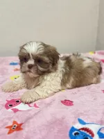 Mari, a female Shih Tzu for sale in McGregor, TX – 2 of 2