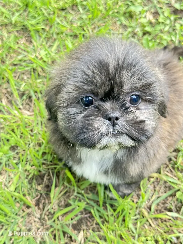 Cooper – Shih Tzu puppy for sale in McGregor, TX