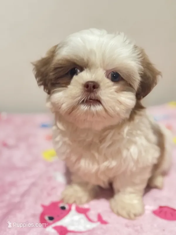 Marshall – Shih Tzu puppy for sale in McGregor, TX
