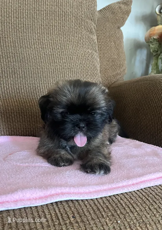 Lea – Shih Tzu puppy for sale in McGregor, TX