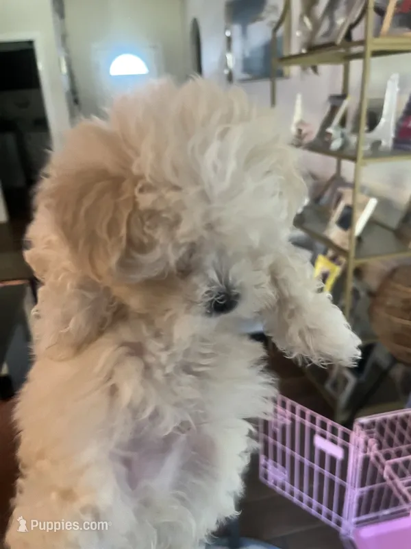 Biscuit – Maltese, Poodle - Miniature  puppy for sale in Houston, TX