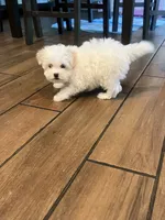 Snow , a male Maltese and Poodle - Miniature  for sale in Houston, TX – 2 of 5