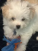 Snow , a male Maltese and Poodle - Miniature  for sale in Houston, TX – 1 of 5