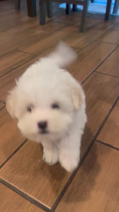 Snow , a male Maltese and Poodle - Miniature  for sale in Houston, TX – 5 of 5