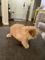 Ace, a male Maltese and Poodle - Miniature  for sale in Houston, TX – 2 of 4