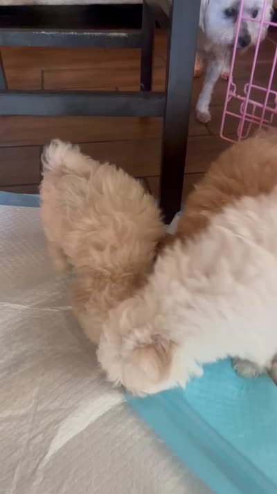 Biscuit, a male Maltese and Poodle - Miniature  for sale in Houston, TX – 3 of 5