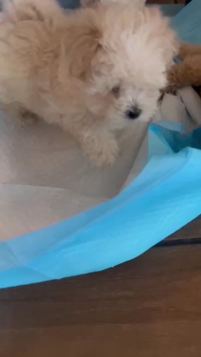 Biscuit, a male Maltese and Poodle - Miniature  for sale in Houston, TX – 5 of 5