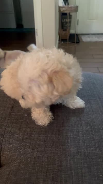 Biscuit, a male Maltese and Poodle - Miniature  for sale in Houston, TX – 4 of 5