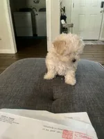Biscuit, a male Maltese and Poodle - Miniature  for sale in Houston, TX – 2 of 5
