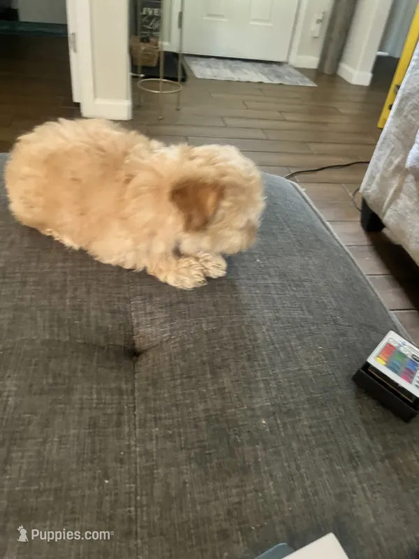 Ace – Maltese, Poodle - Miniature  puppy for sale in Houston, TX