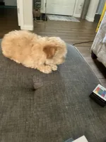 Ace, a male Maltese and Poodle - Miniature  for sale in Houston, TX – 1 of 4