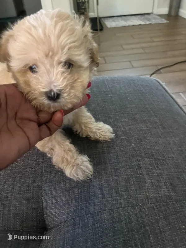 Ace – Maltese, Poodle - Miniature  puppy for sale in Houston, TX