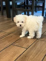 Snow , a male Maltese and Poodle - Miniature  for sale in Houston, TX – 3 of 5