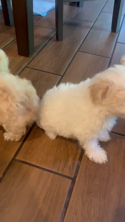 Snow , a male Maltese and Poodle - Miniature  for sale in Houston, TX – 4 of 5