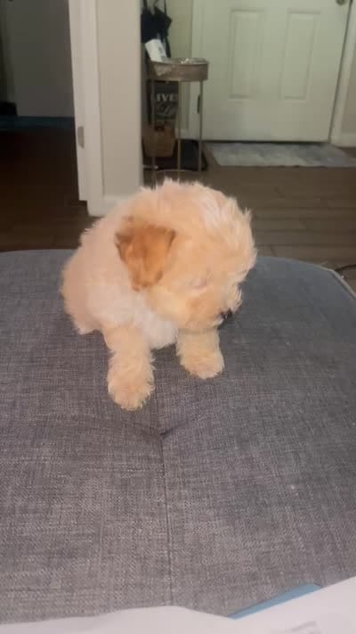 Ace, a male Maltese and Poodle - Miniature  for sale in Houston, TX – 4 of 4