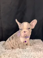Iirriss, a female French Bulldog for sale in Broomfield, CO – 2 of 4