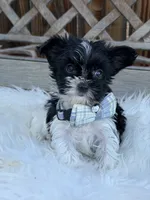 Domino, a male Yorkshire Terrier for sale in Broomfield, CO – 3 of 3