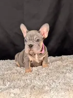 Violet, a female French Bulldog for sale in Broomfield, CO – 2 of 4