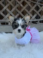Oreo, a female Yorkshire Terrier for sale in Broomfield, CO – 2 of 3