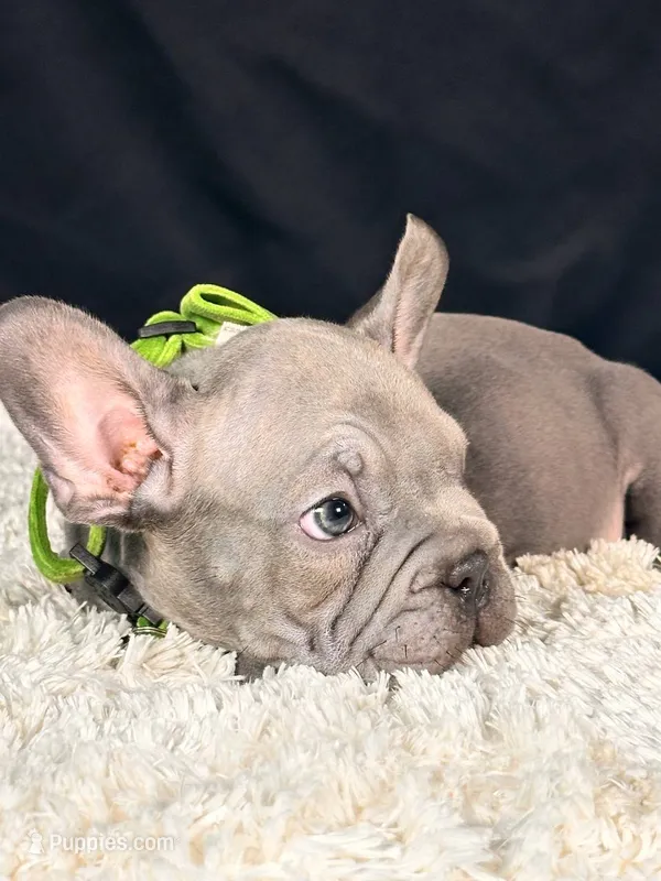 Bluey – French Bulldog puppy for sale in Broomfield, CO