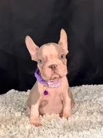 Iris, a female French Bulldog for sale in Broomfield, CO – 2 of 3