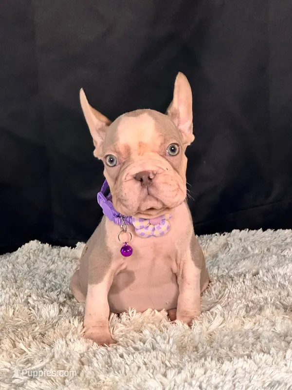 Iris – French Bulldog puppy for sale in Broomfield, CO