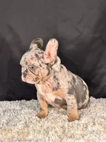 Bolt, a male French Bulldog for sale in Broomfield, CO – 3 of 3
