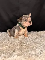 Sparky, a male French Bulldog for sale in Broomfield, CO – 3 of 3