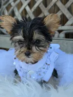 Fanny, a male Yorkshire Terrier for sale in Broomfield, CO – 3 of 4