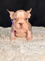 Iris, a female French Bulldog for sale in Broomfield, CO – 3 of 3