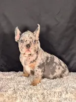 Bolt, a male French Bulldog for sale in Broomfield, CO – 2 of 3