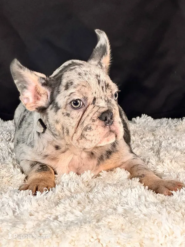 Bolt – French Bulldog puppy for sale in Broomfield, CO