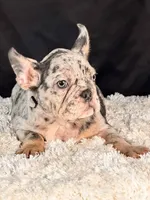 Bolt, a male French Bulldog for sale in Broomfield, CO – 1 of 3